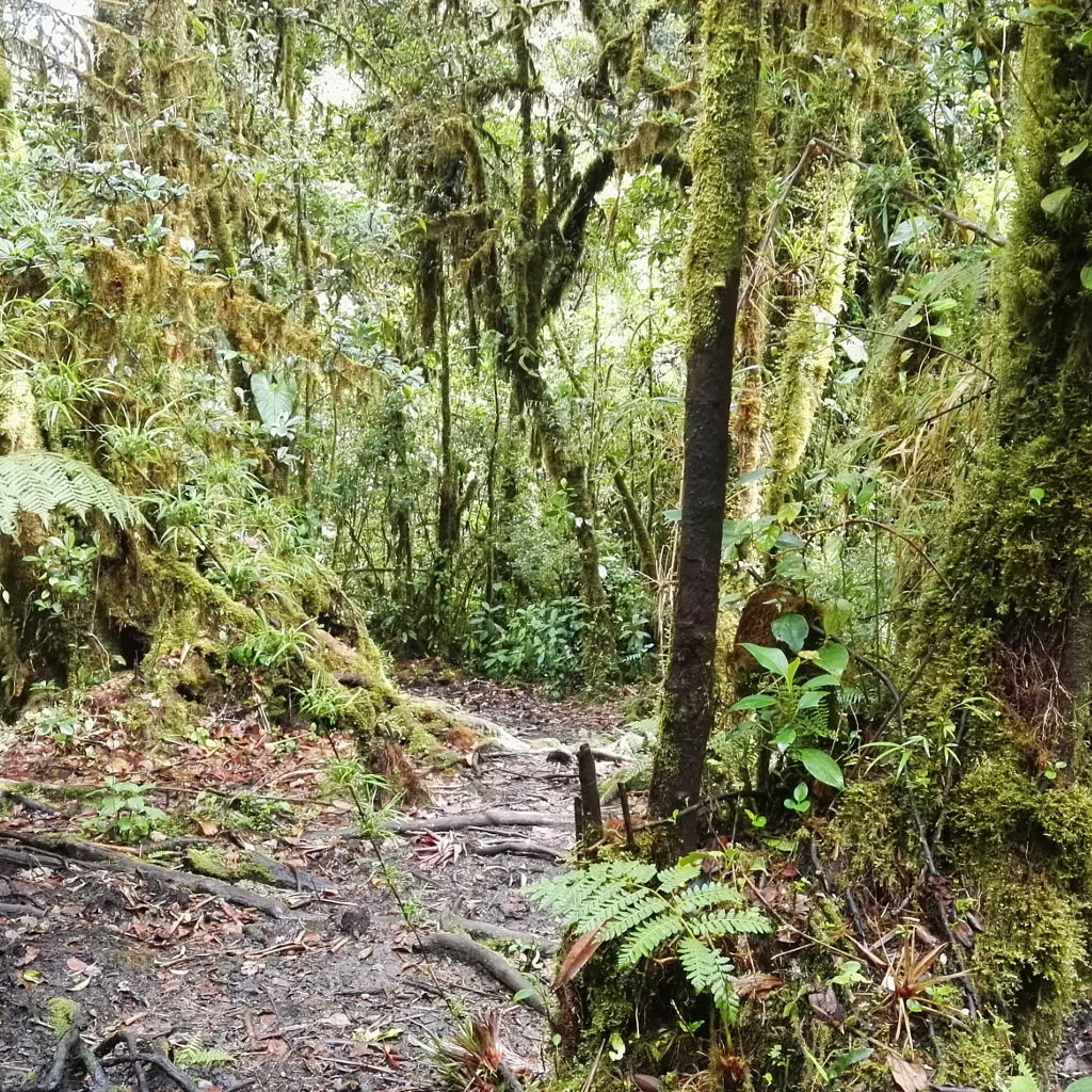 Volcán Barva y Laguna Copey